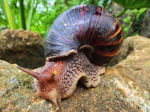 Giant_African-Snail_Sonel.SA_.jpg
