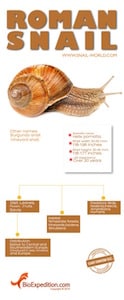 Roman snail infographic.