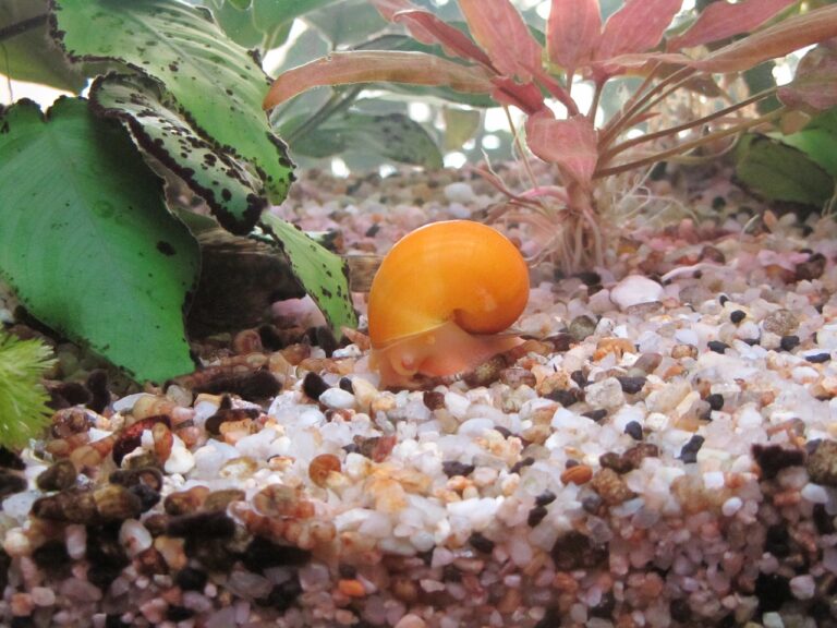 4 Types of Freshwater Aquarium Snails and How to Care For Them - Snail ...