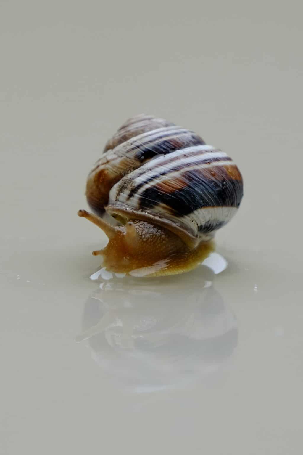 4 Types of Freshwater Aquarium Snails and How to Care For Them Snail