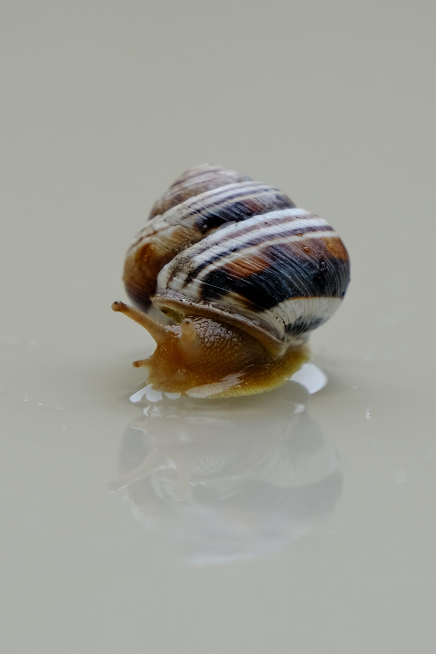 4 Types of Freshwater Aquarium Snails and How to Care For Them Snail