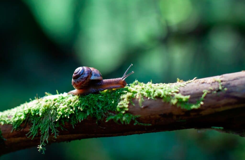 A snail in it's enclosure as an example for how To Take Care of a Snail