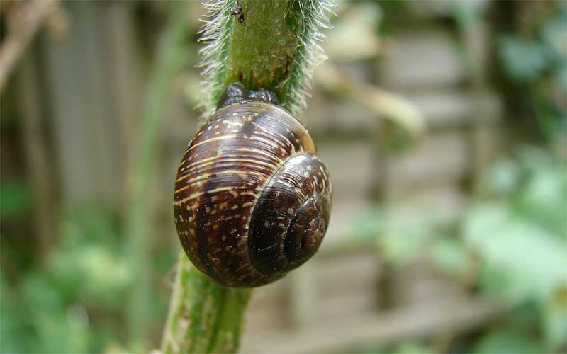 Asked questions about snails.