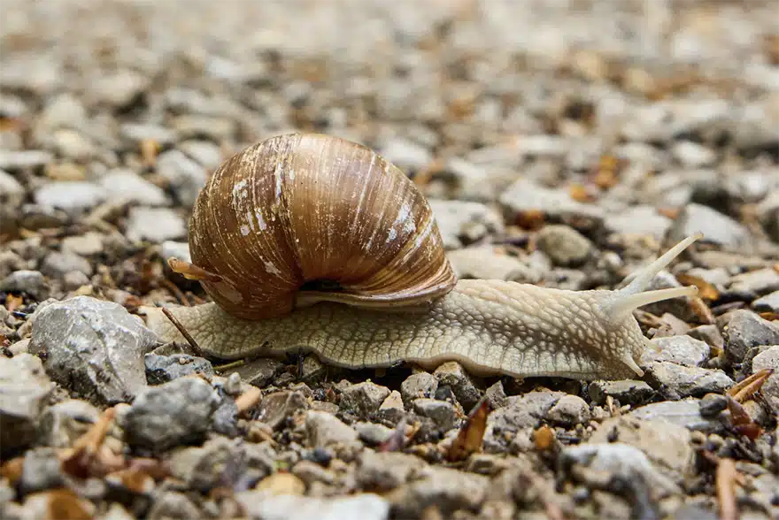 Snail Anatomy: All About Gastropod Physiology