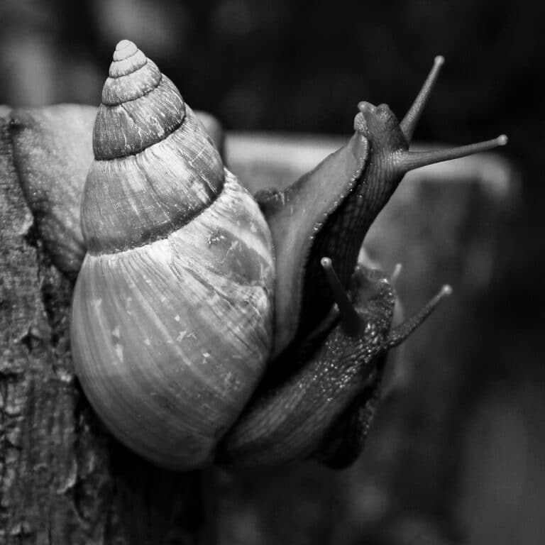 Meet the Giant African Snail! - Snail Facts and Information