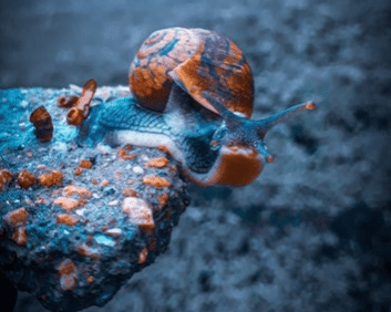 Do Snails Have Teeth? A Closer Look