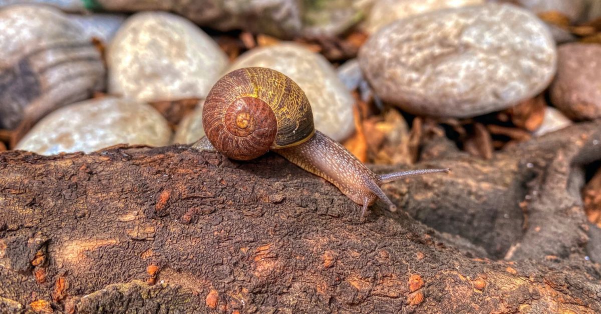 Do Snails Have Teeth? A Closer Look - Snail Facts and Information