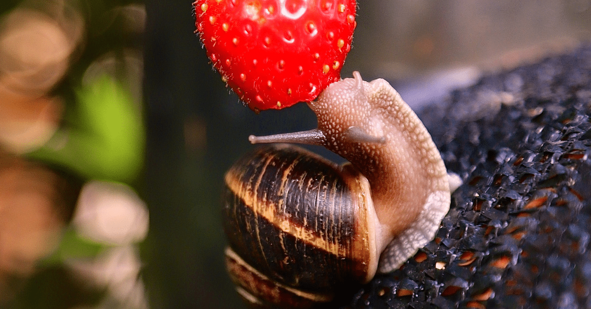 Do Snails Have Teeth A Closer Look Snail Facts And Information