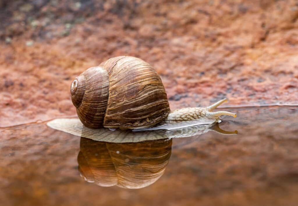 An example of what to feed snails and how they use water to drink.